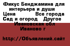 Фикус Бенджамина для интерьера и души › Цена ­ 2 900 - Все города Сад и огород » Другое   . Ивановская обл.,Иваново г.